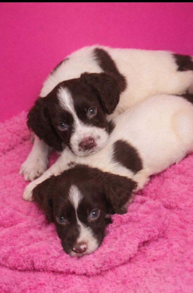 Beautiful cocker spaniel pupps 
