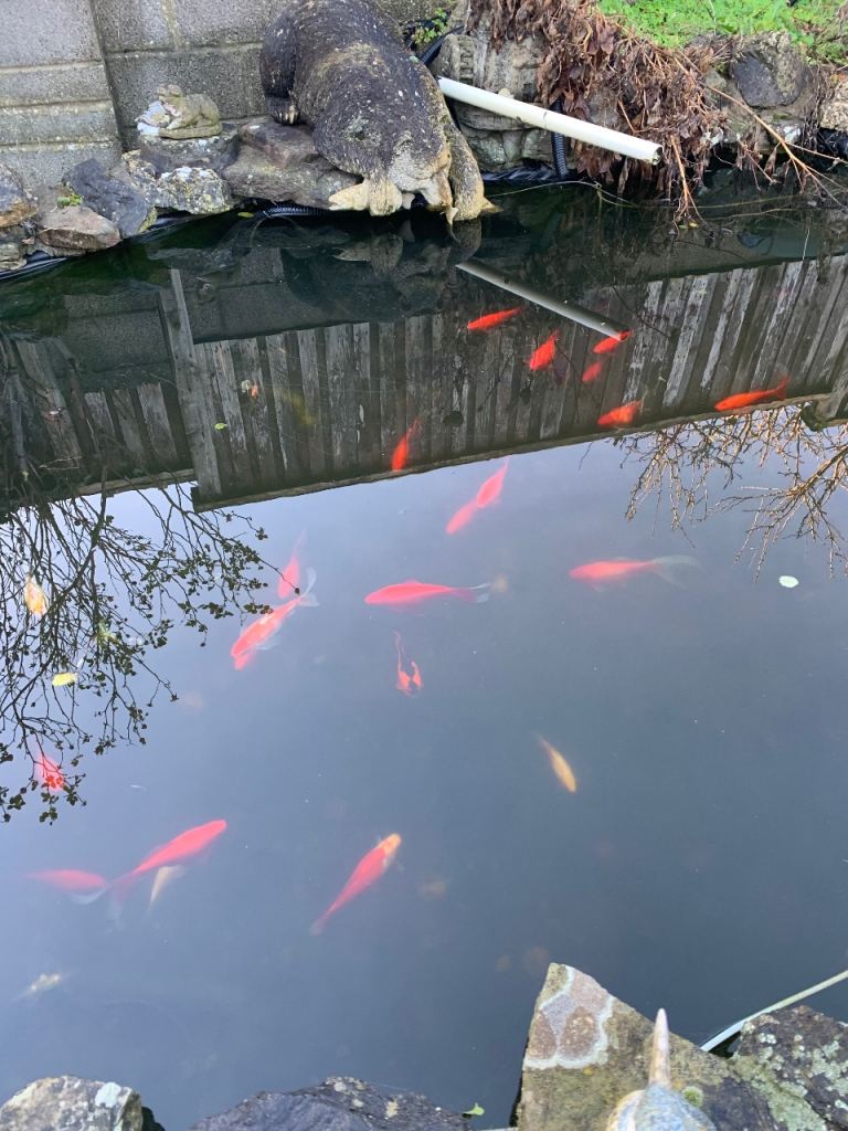 Gold fish and coi carp