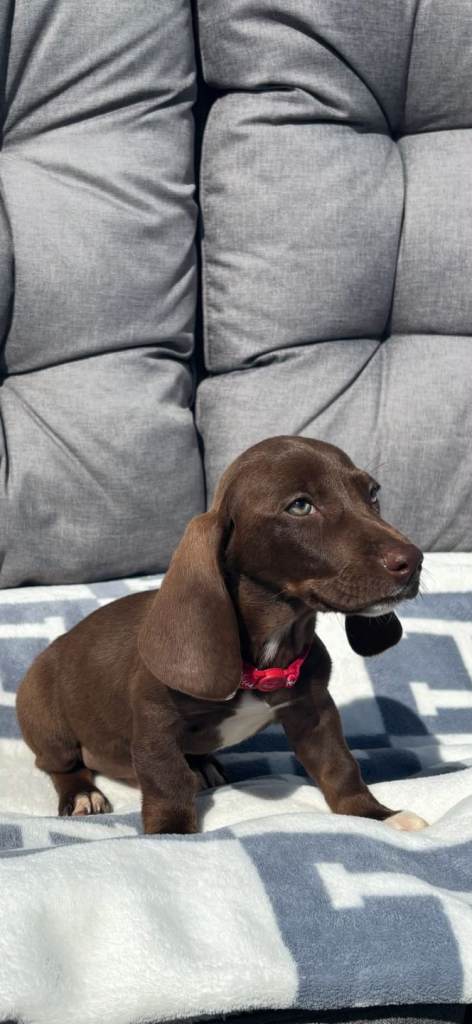 Dachshund 