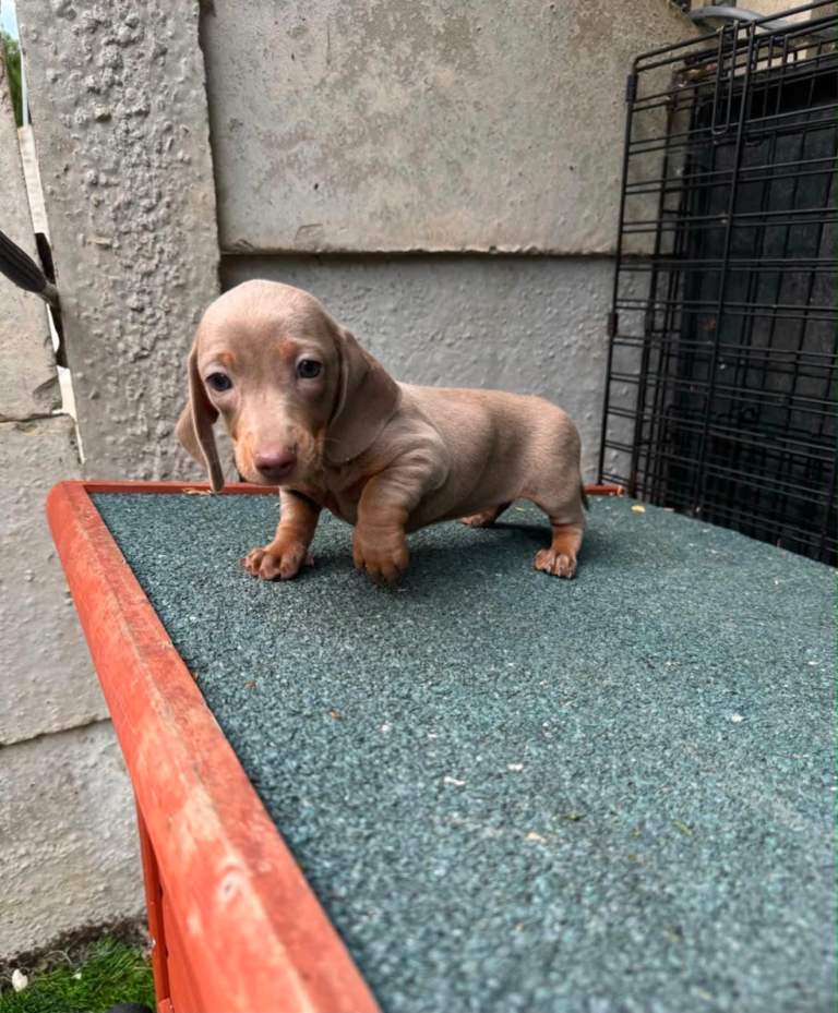Dachshunds boys&girls!!