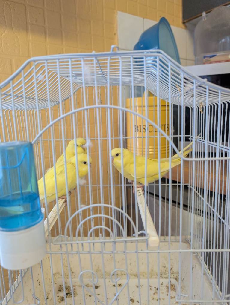 Baby budgies for sale 