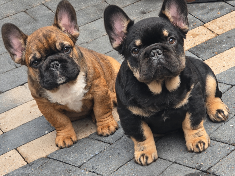 Kc reg fluffy french bulldog puppys 