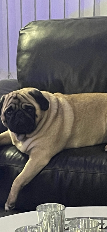 Pug for sale