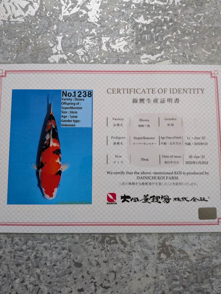 Koi - Dainichi Showa, 50cm long 