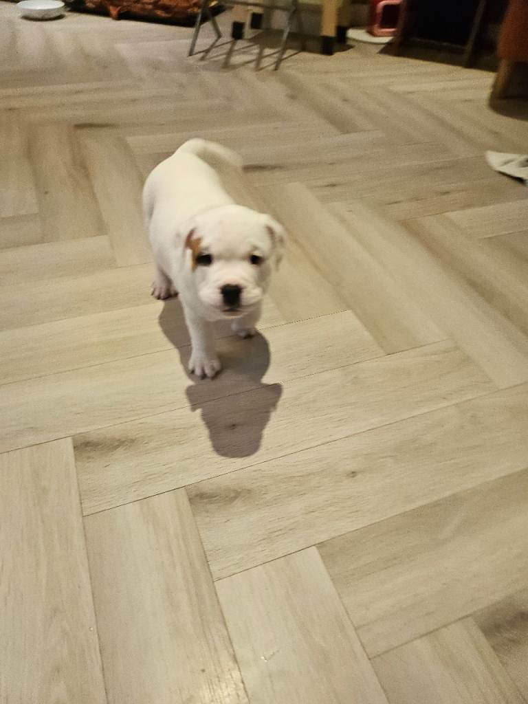 English Bulldog Staffordshire Bull pups 
