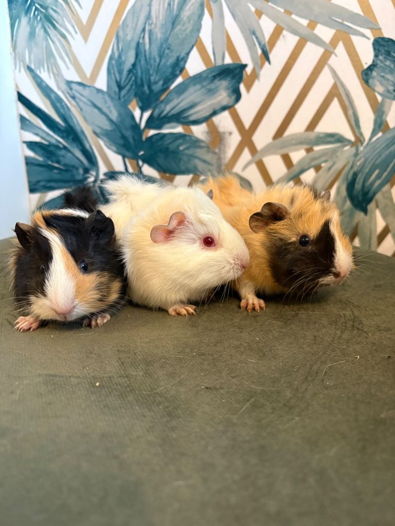 Three gorgeous girls