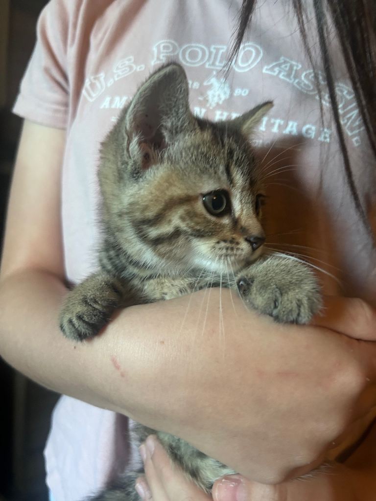 Kittens