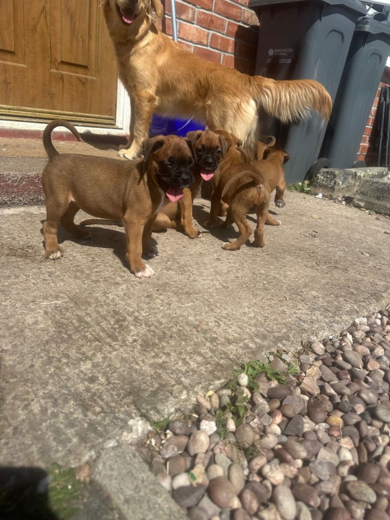 Beautiful boxer puppies 🐶❤️
