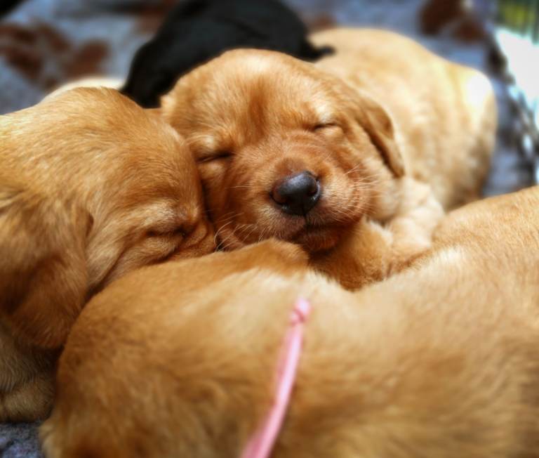 Fully Health Tested/RKC Fox Red/Black Labrador Pups - Ready May