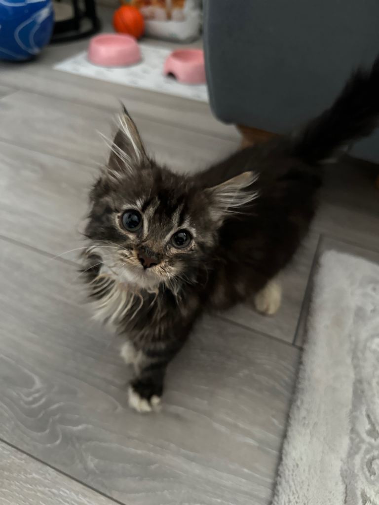 Maine coon kitten