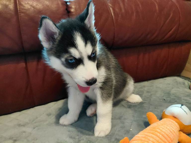 Husky puppies for sale