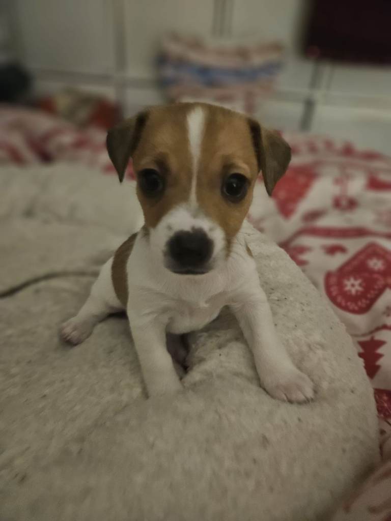 JACK RUSSELL PUPPIES. READY TO GO!