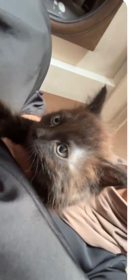 Kitten for sale 