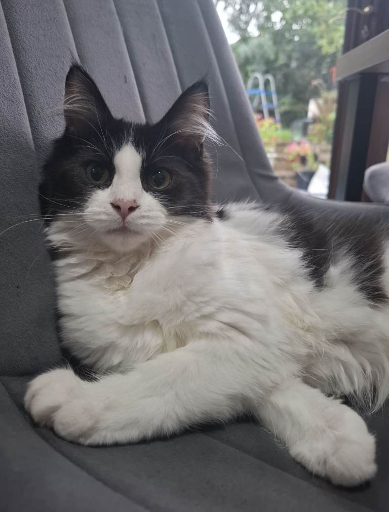 Ragdoll x Maine coon kittens