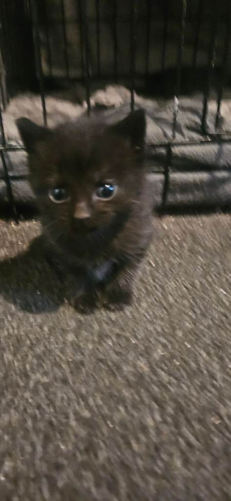 British shorthair x kittens