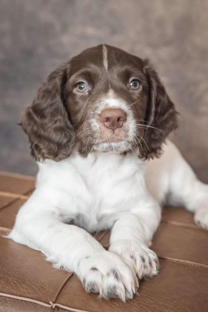 English Springer spaniel dogs 