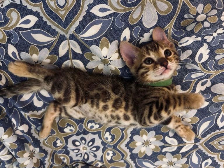 Bengal cuties 