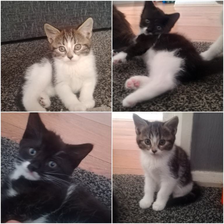 2x beautiful little girl kittens 