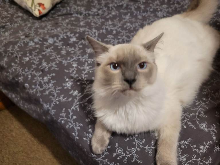 Beautiful Ragdoll kittens 