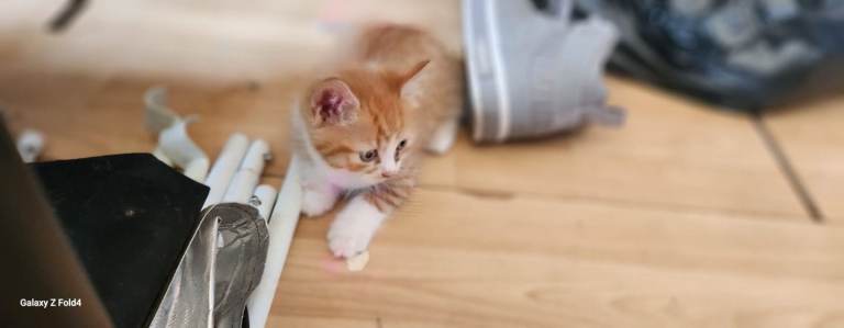 Kittens for sale beautiful cats