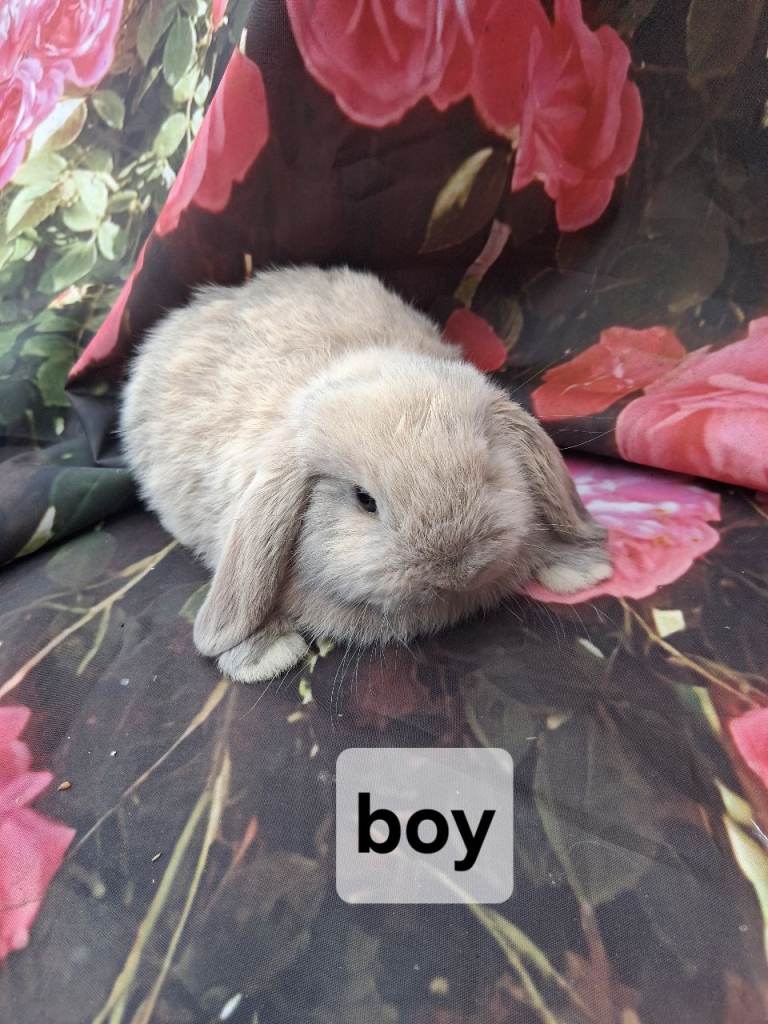 Mini lop babies 