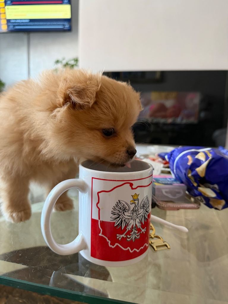 Beautiful Pomeranian Girl💖