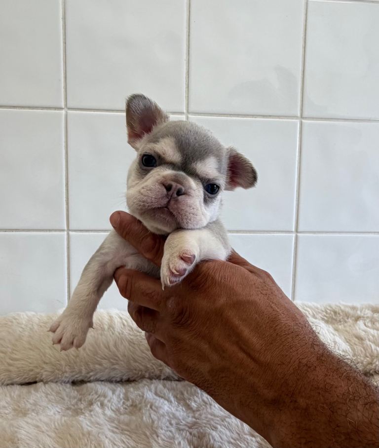 French bulldog puppy's 