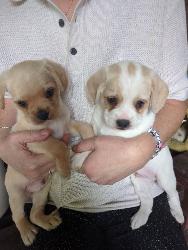 Two little boy Froodles 