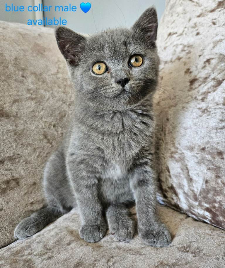 British blue shorthairs LAST 3 LEFT 