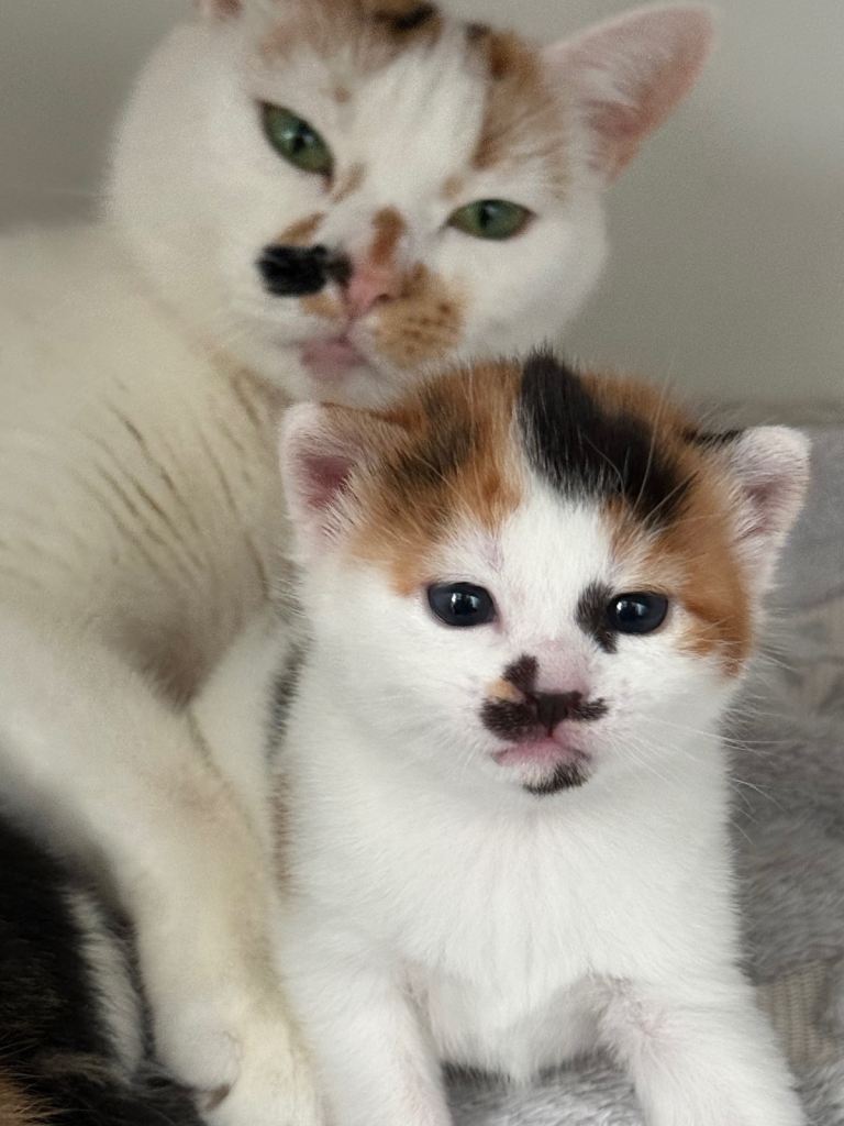 4 beautiful kittens for sale 