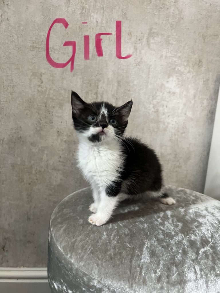 White and Black Tabby Female kitten