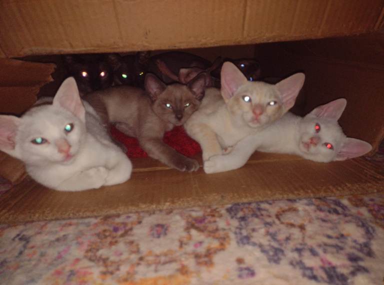 2 white,2 fawn &  1 ginger(though might keep him) -Gorgeous Russian white Siamese kittens 