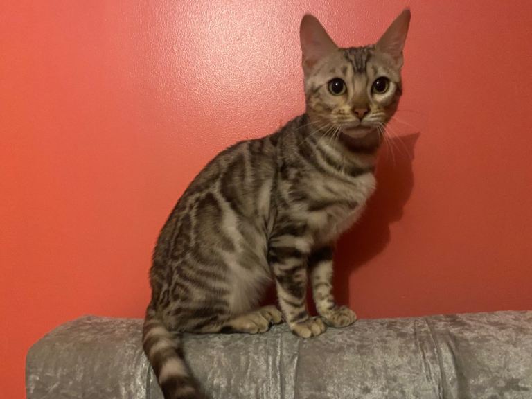 4 month old silver pedigree Bengal 