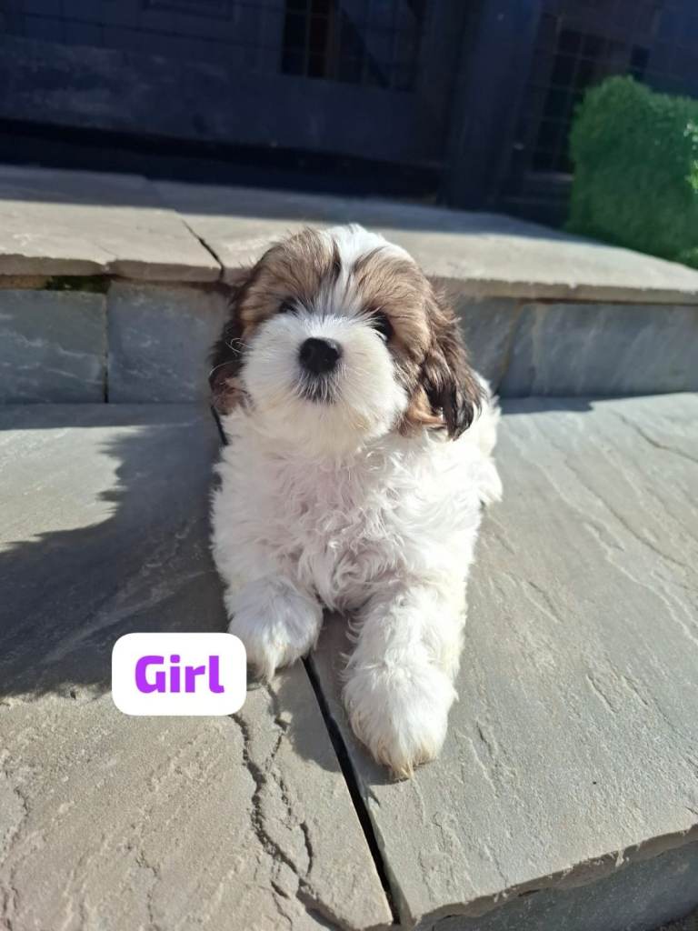 Shichon puppies