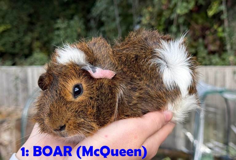 Guinea Pigs - ready now