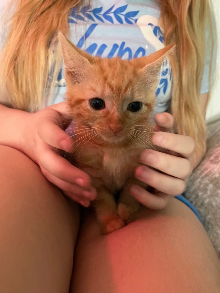 Kittens ready to go