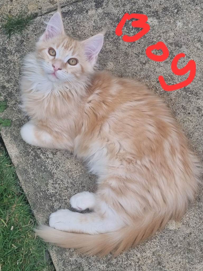 Reduced GCCF registered maine coon kittens red silver black silver