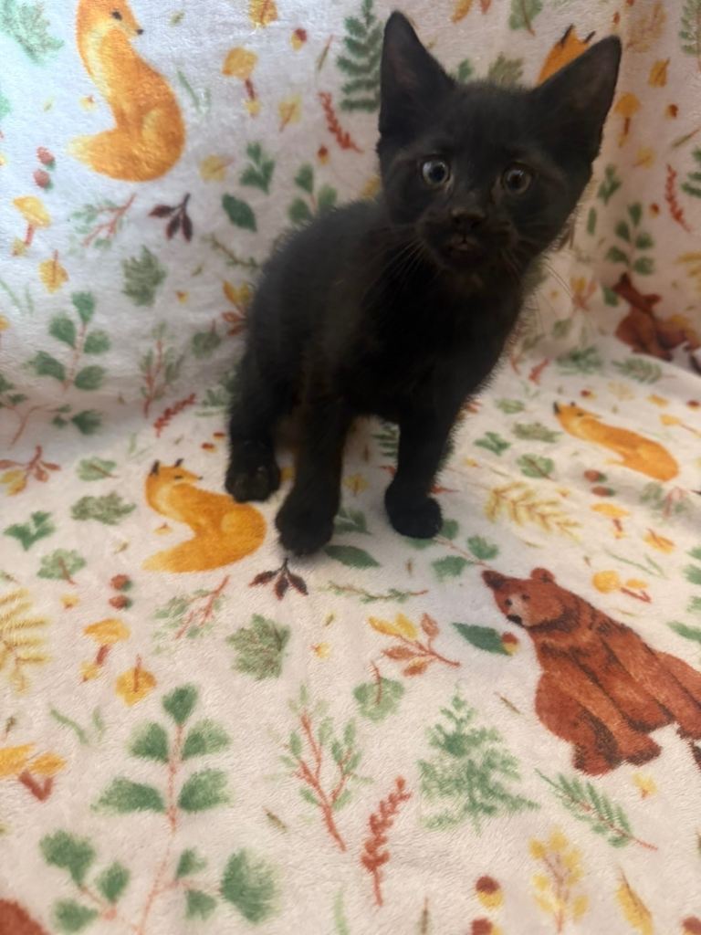 Beautiful kittens for sale 