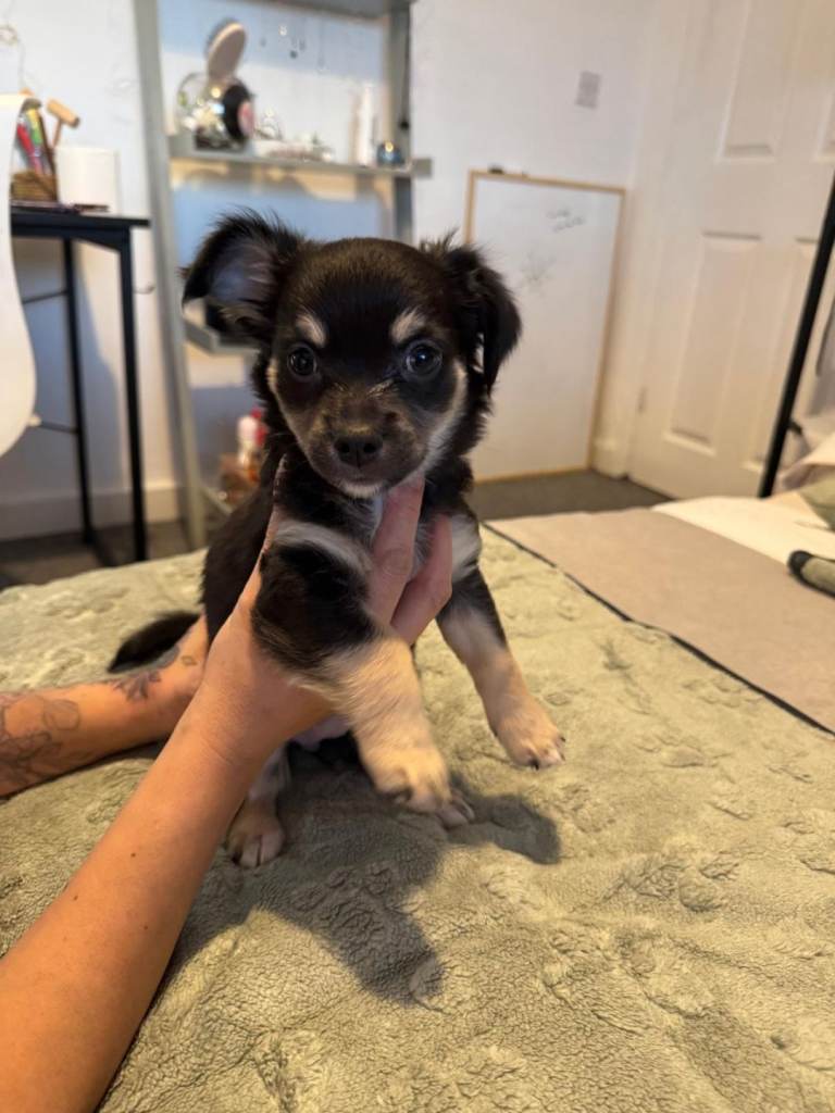 Beautiful Little Chihuahuas