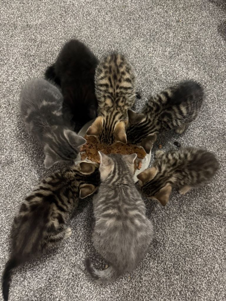 Kittens 