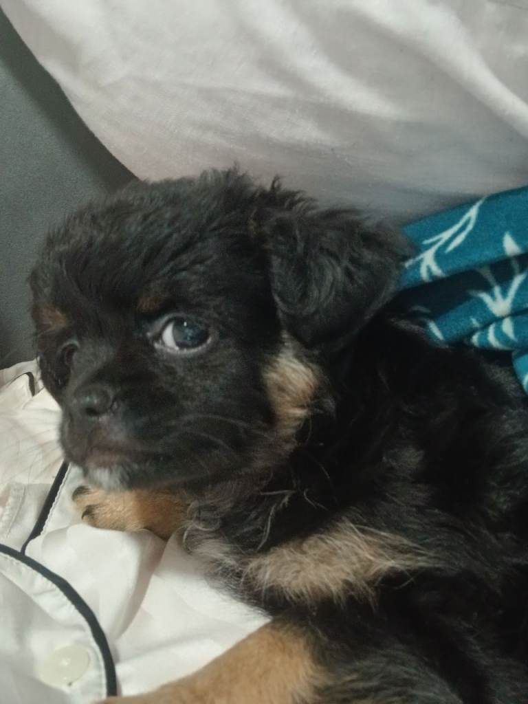Puppie for sale 
