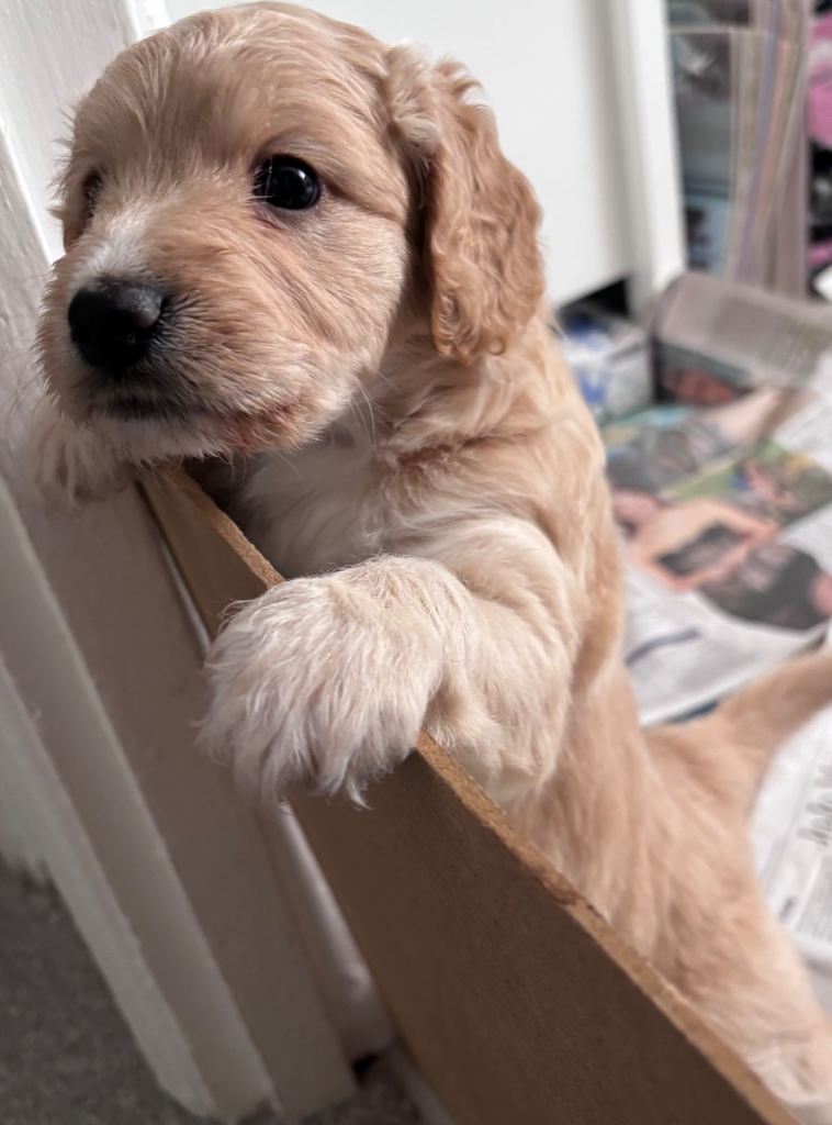 Cockapoo F1B puppies