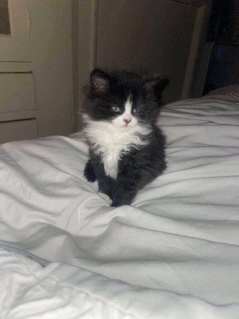 4 female kittens black - black and white 