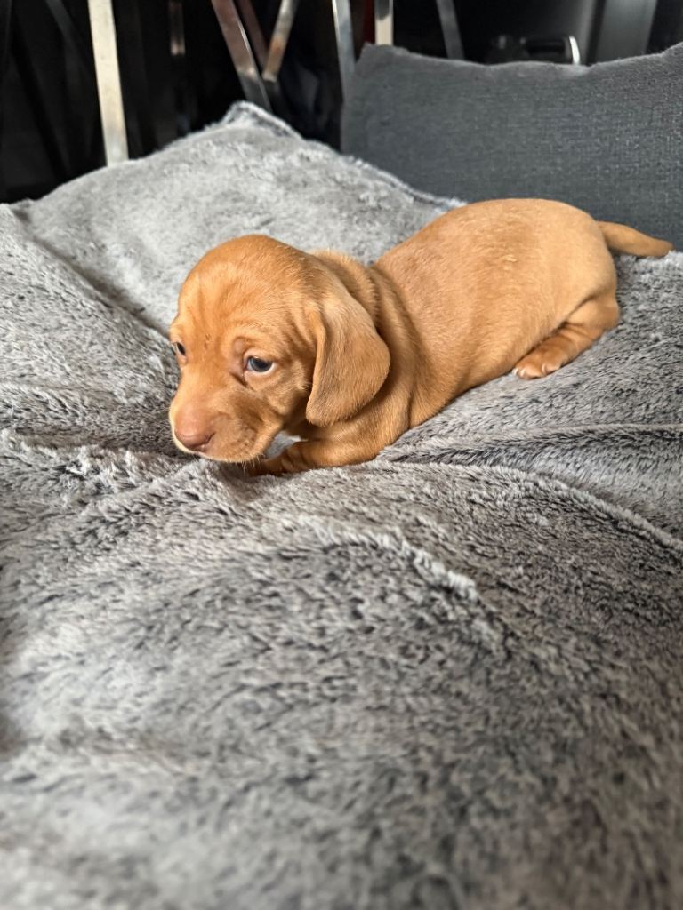 Beautiful Miniature Dachshund Fawn boy puppy – Ready 14th June 