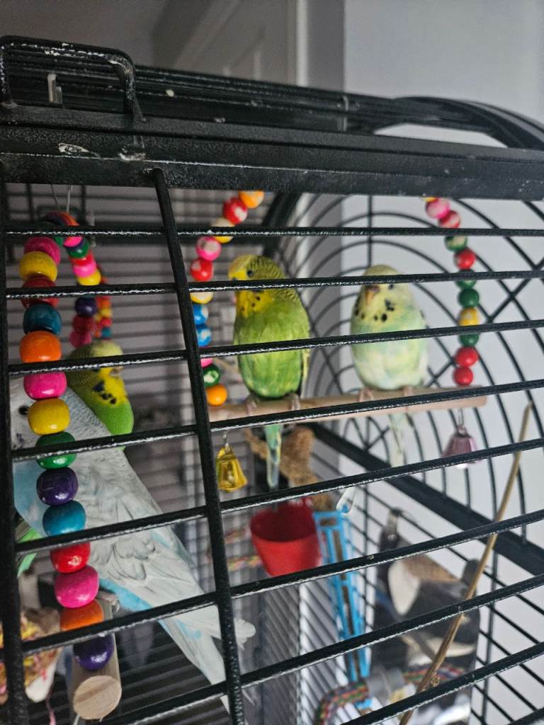 Lovely Budgies needing a loving home .