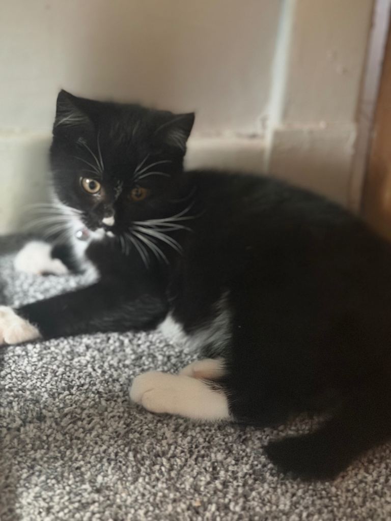 Male kitten for Sale 