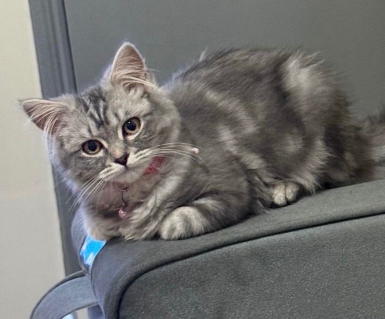 My lovely friend is here for sale ☺️