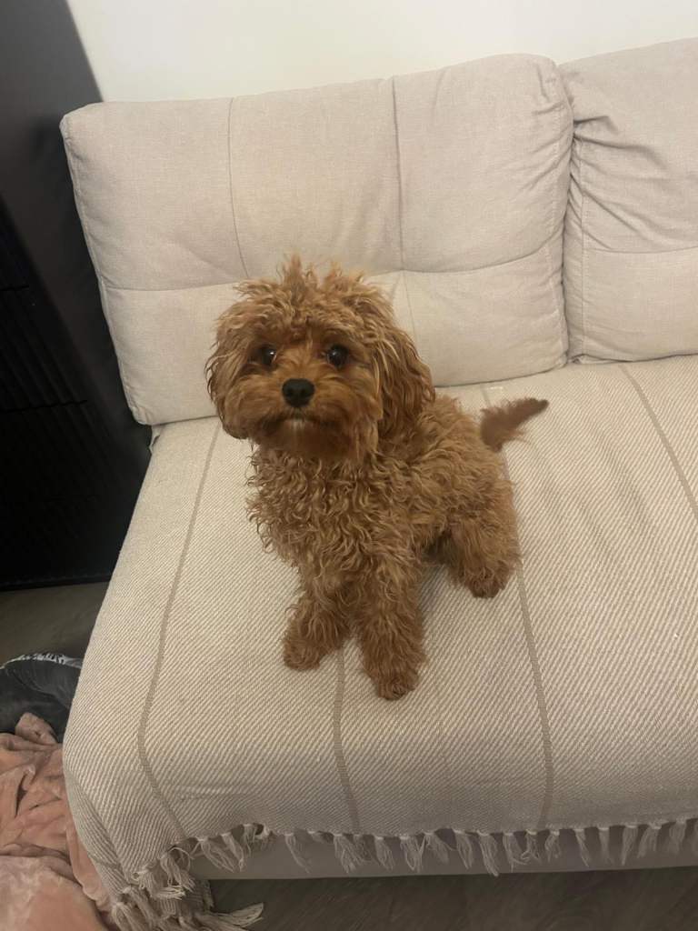 Malipoo puppy for sale 