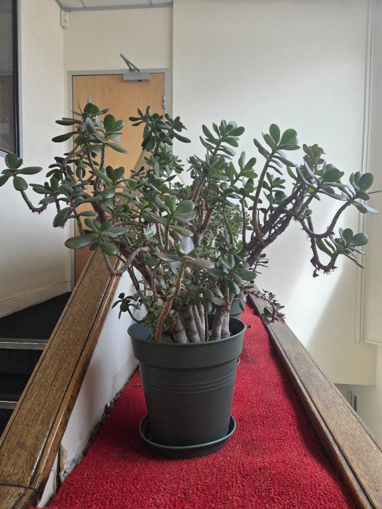 Money plant 