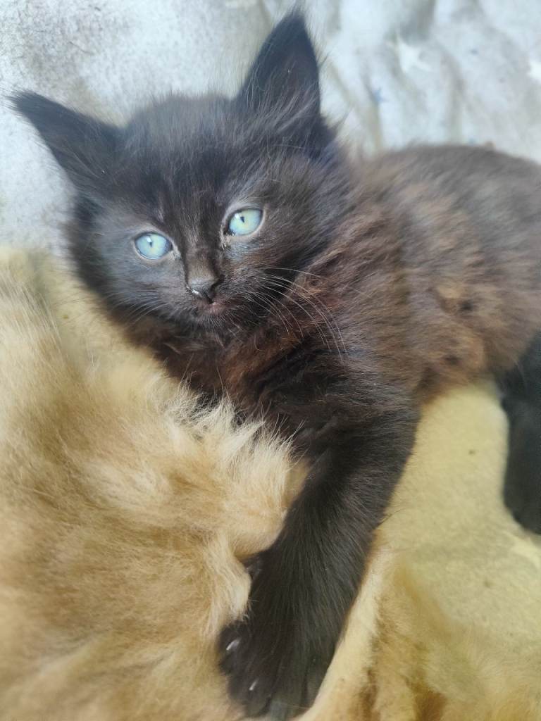 Boy kitten 